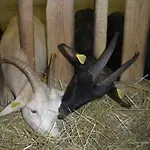 Bed & Breakfast Im-berg